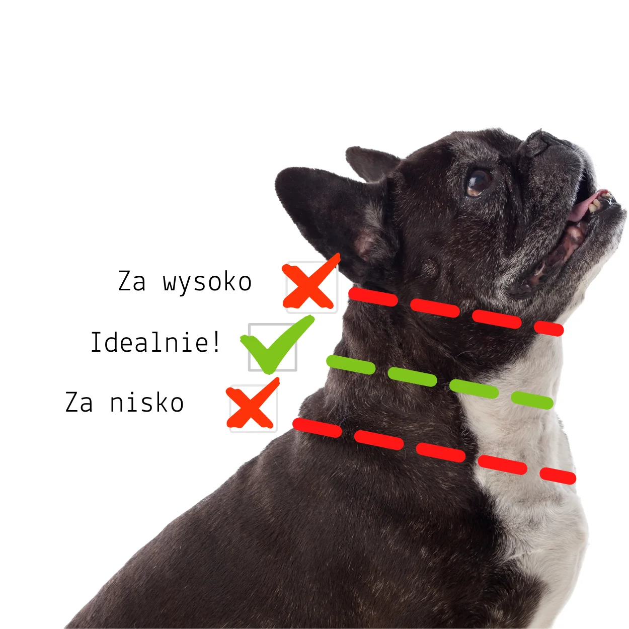 jak poprawnie zmierzyć obwód szyi psa