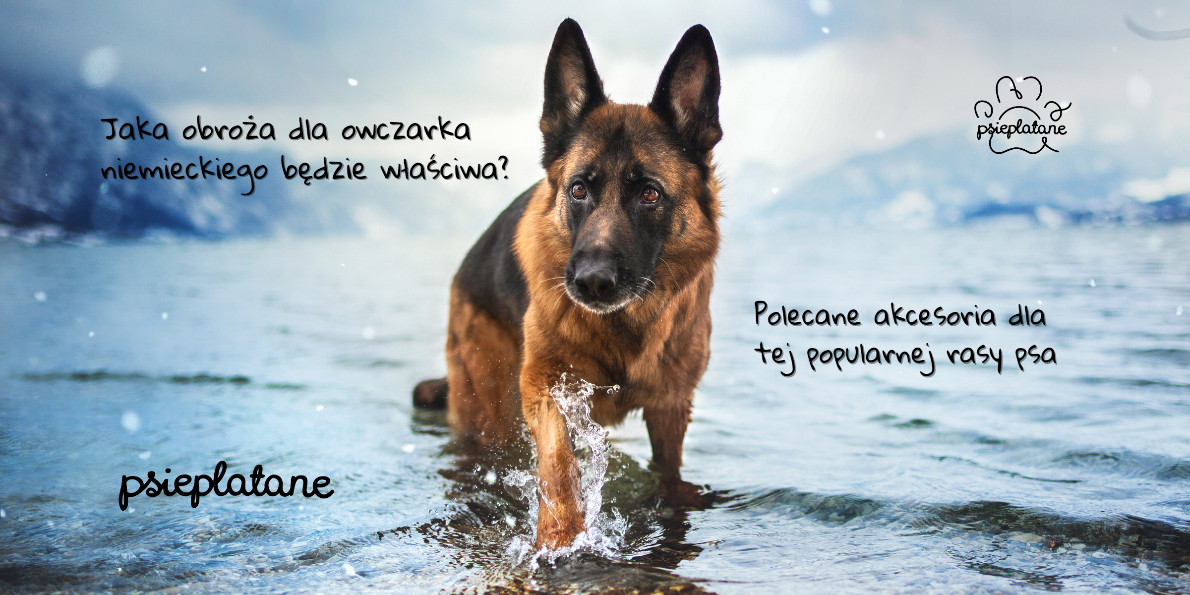 Jaka obroża dla owczarka niemieckiego będzie właściwa? Polecane akcesoria dla tej popularnej rasy psa