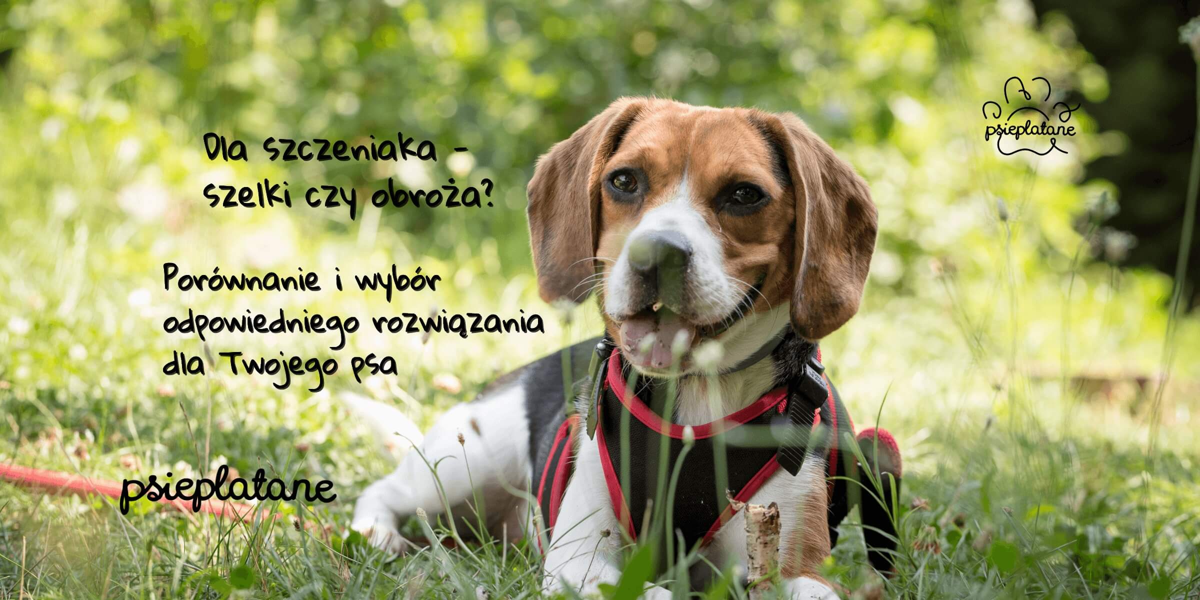 Dla szczeniaka - szelki czy obroża? Porównanie i wybór odpowiedniego rozwiązania dla Twojego psa