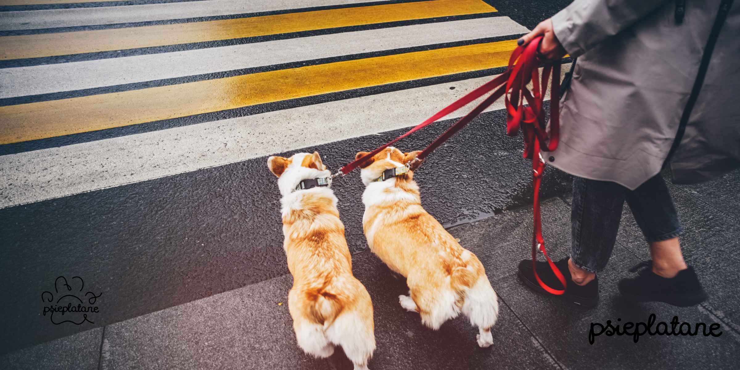 Psieplatane - Jaka smycz dla szczeniaka - spacer z psem
