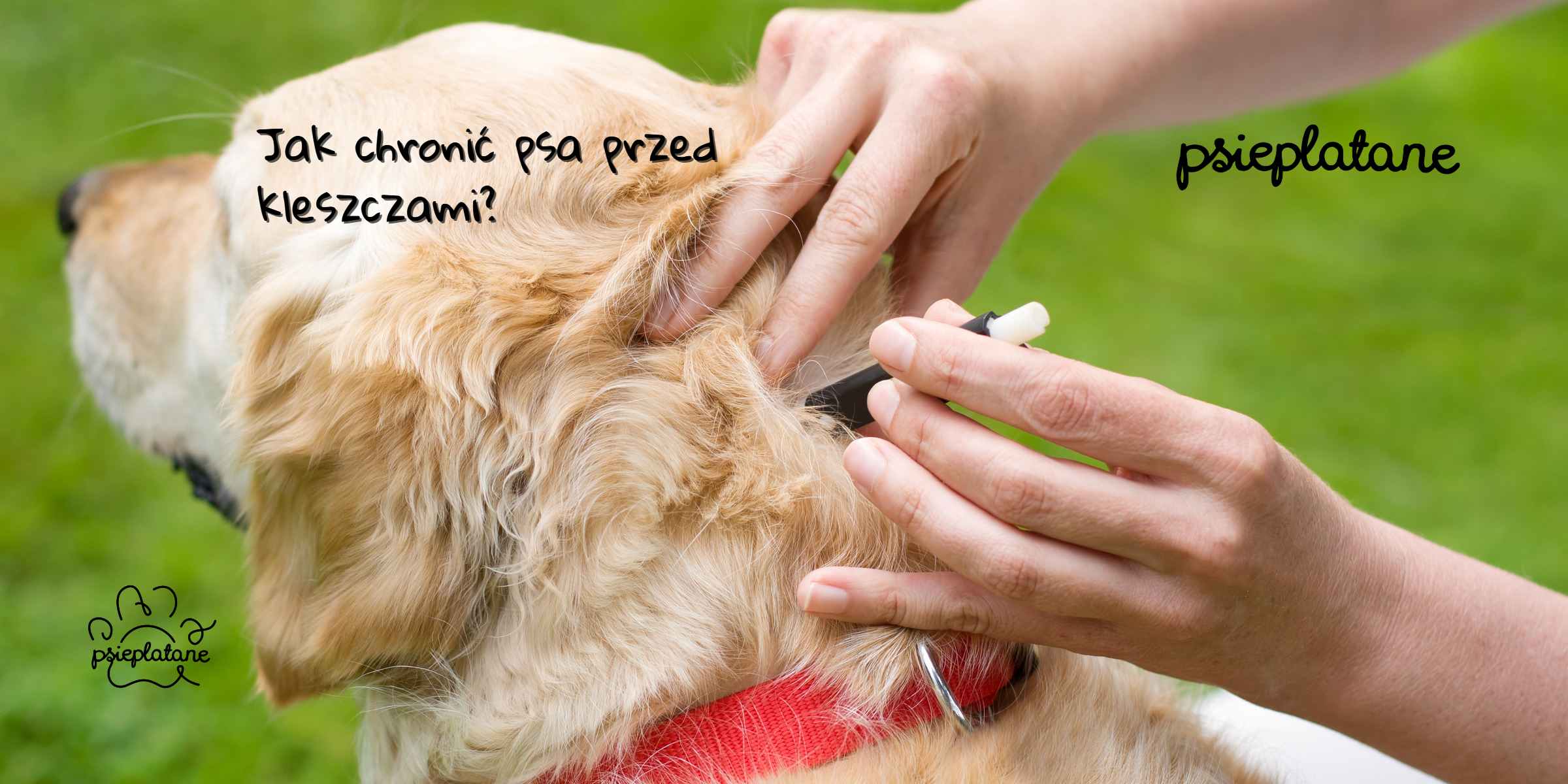 Jak chronić psa przed kleszczami?v