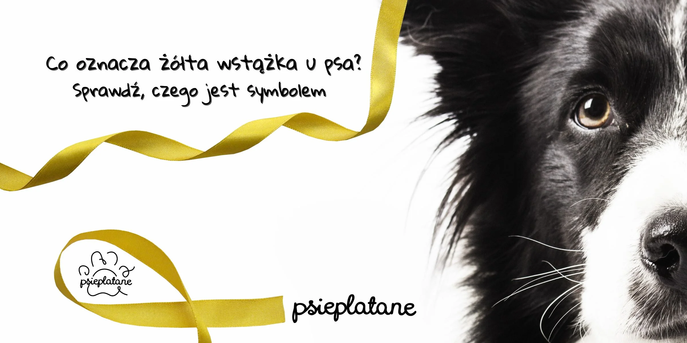 Co oznacza żółta wstążka u psa? Sprawdź, czego jest symbolem - psieplatane.pl