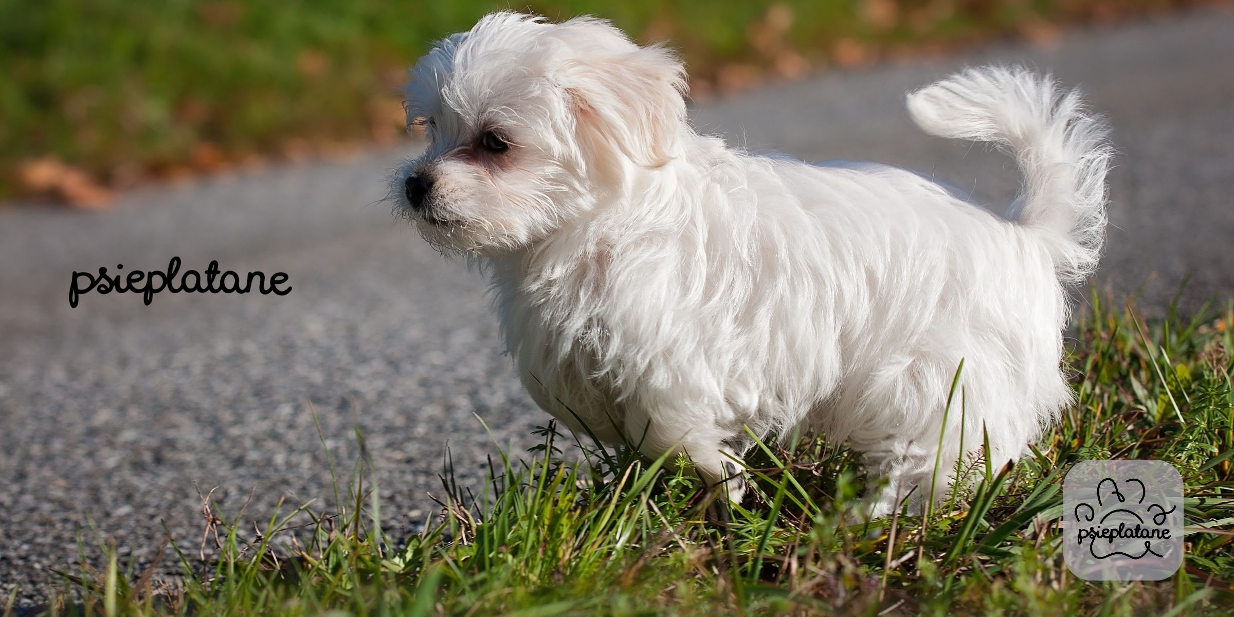 Maltańczyk na trawie