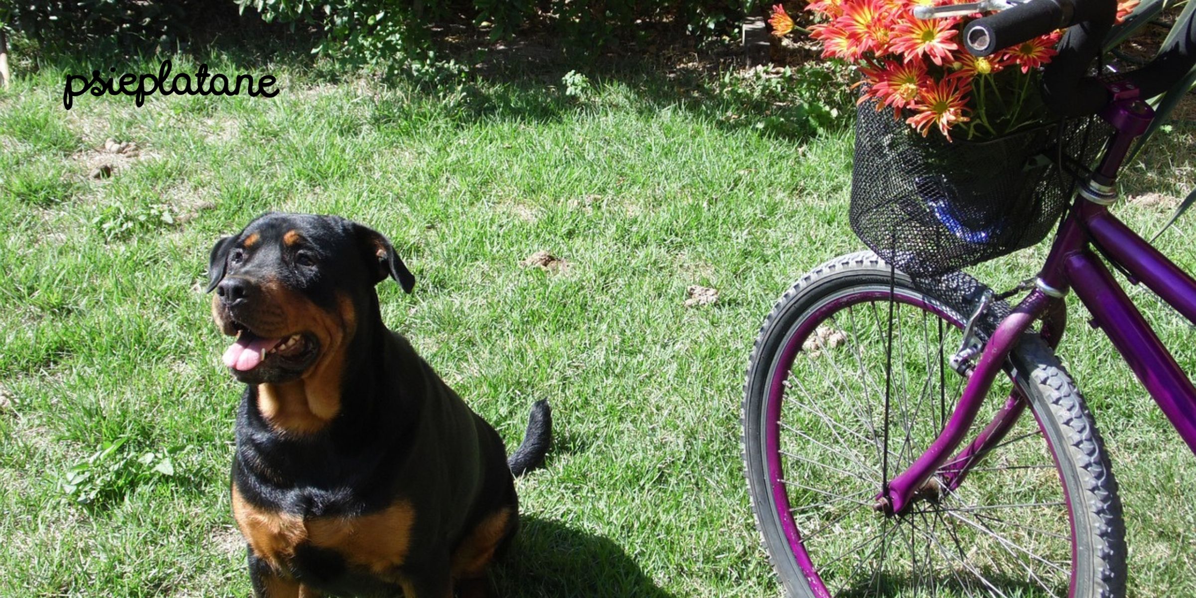 Pies przy fioletowym rowerze z kwiatami