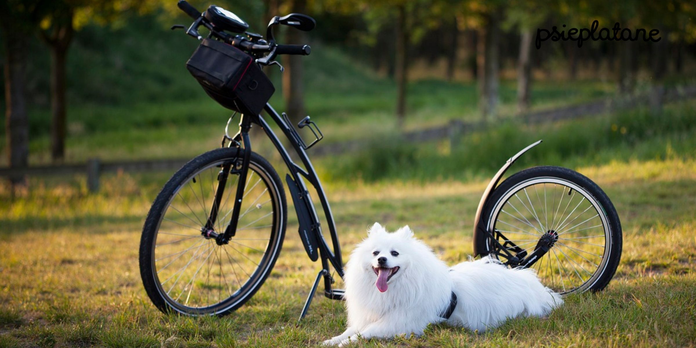 Biały pies leżący na trawie obok stojącego roweru