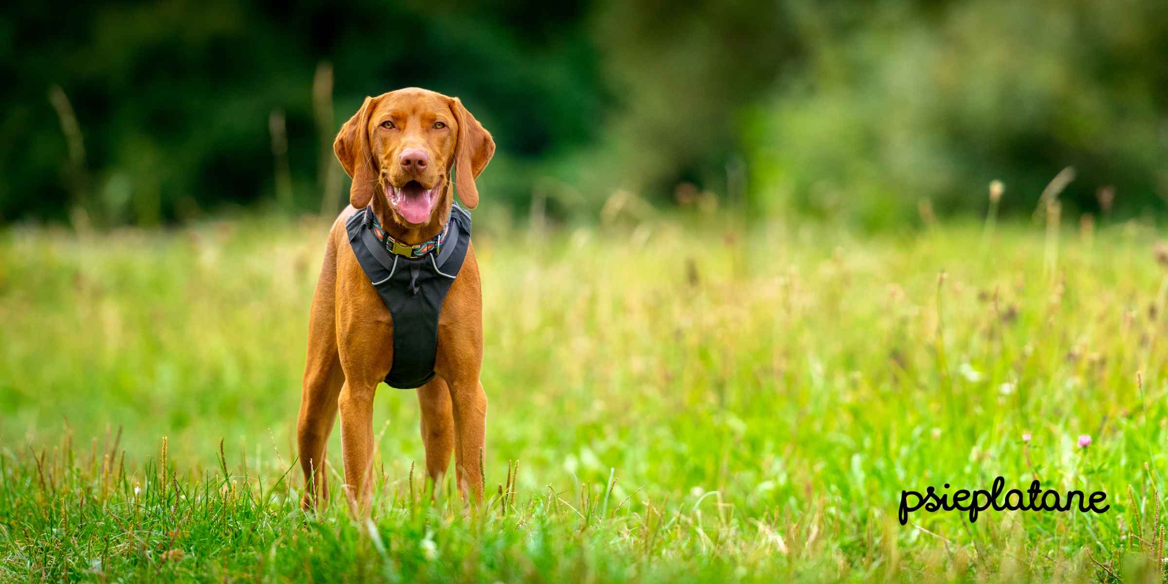Pies na łące w szelkach typu gurd bezuciskowych