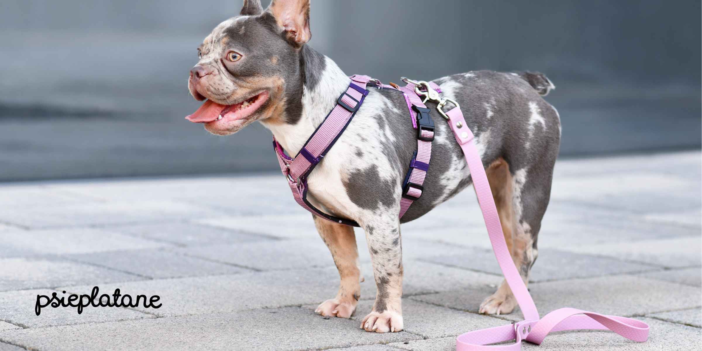 Pies w szelkach typu guard - psieplatane