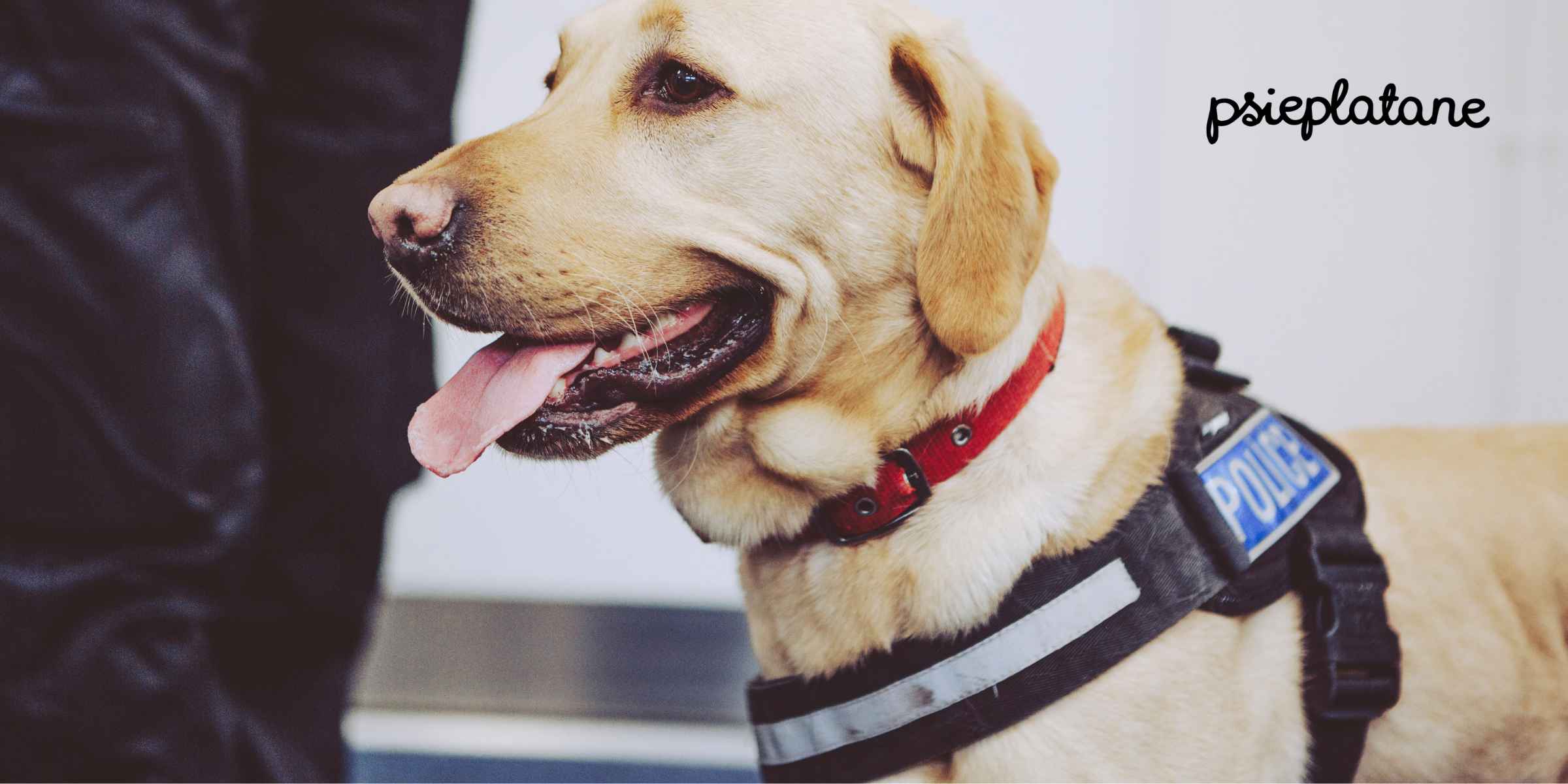 Pies policyjny zapięty w szelki norweskie