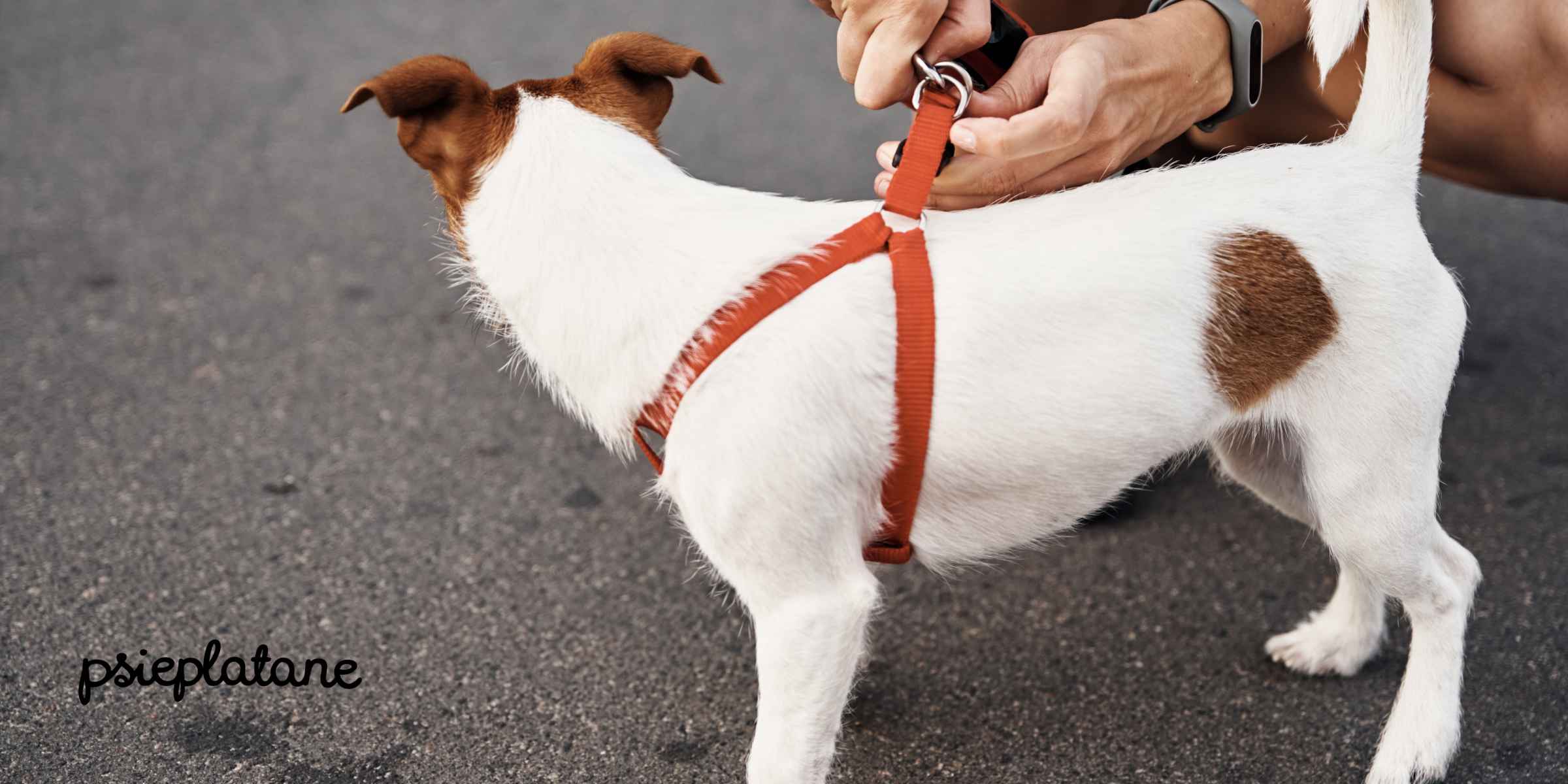 Pies zapinany w szelki typu walk-in / step-in