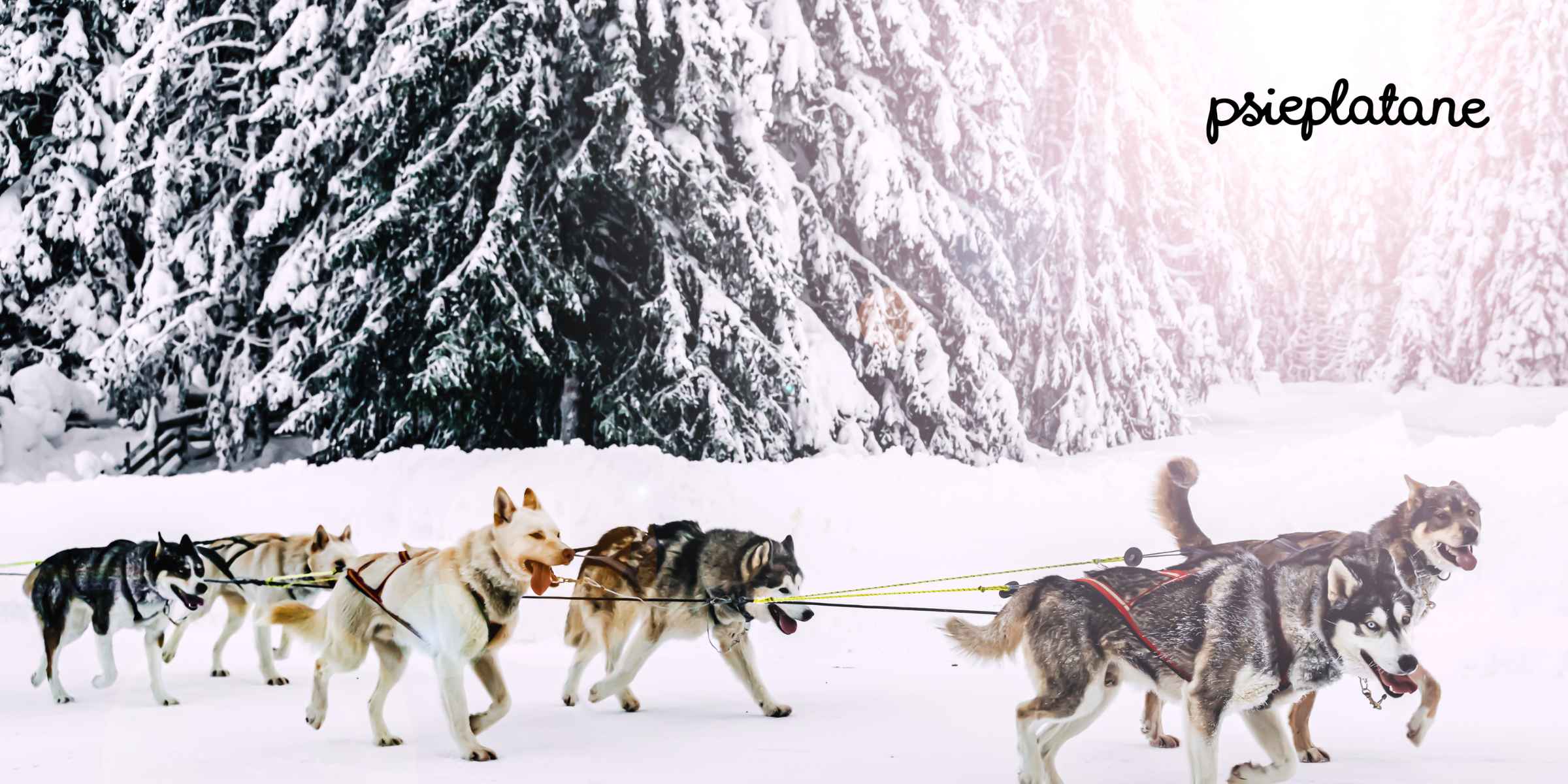 Psi zaprzęg, psy zapięte w szelki typu guard