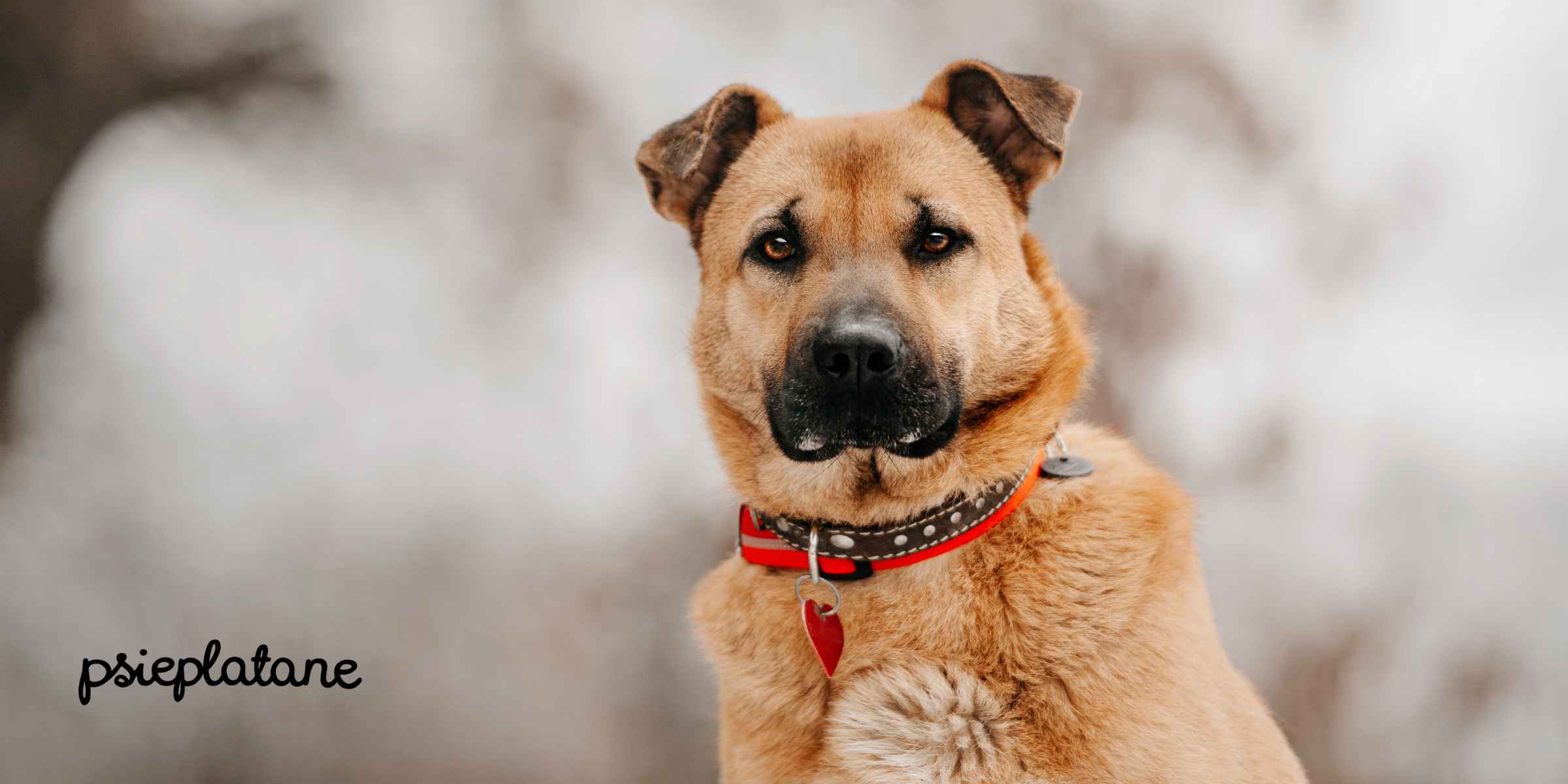 Zdjęcie psa z adresówką przy obroży