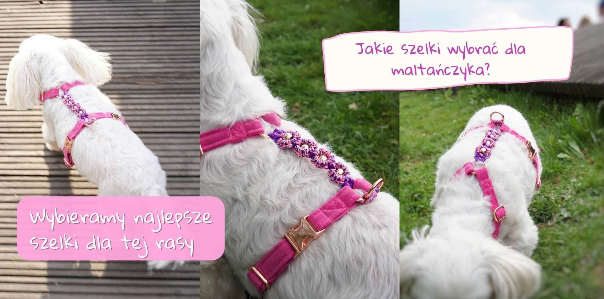 Najlepsze szelki dla maltańczyka, jak wybrać - poradnik