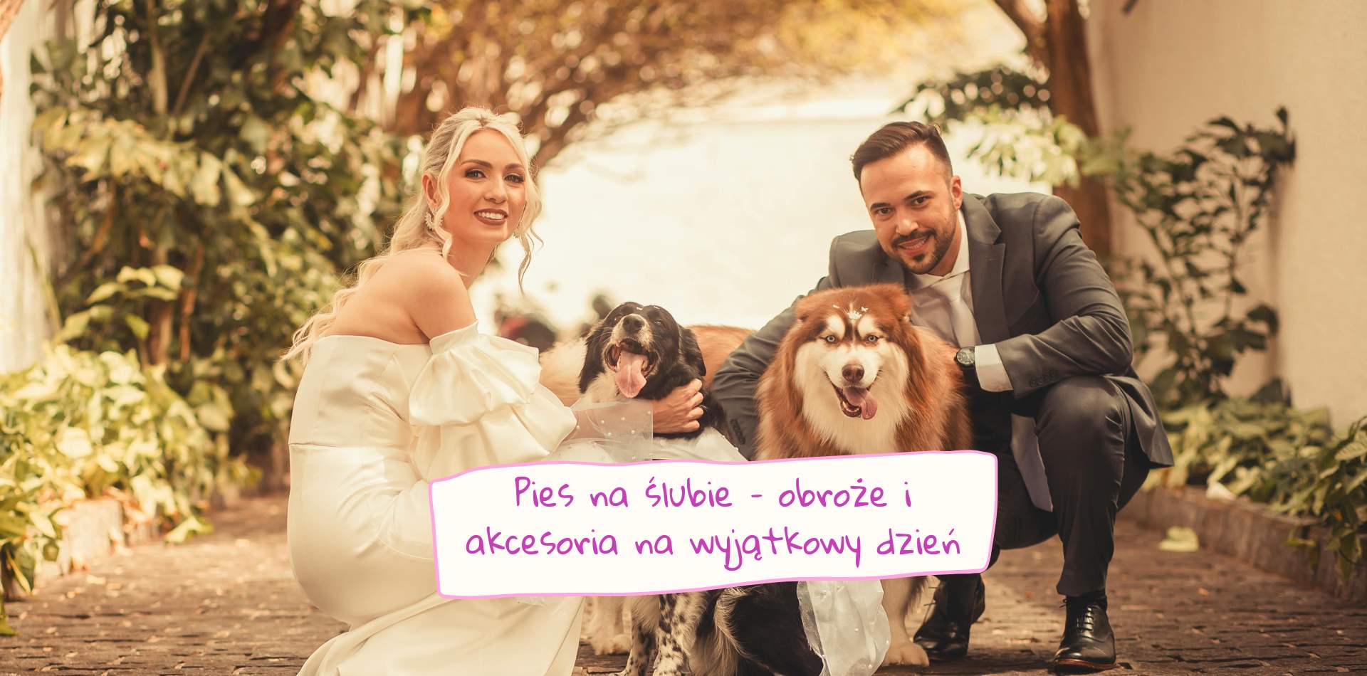 Obroża dla psa na ślub