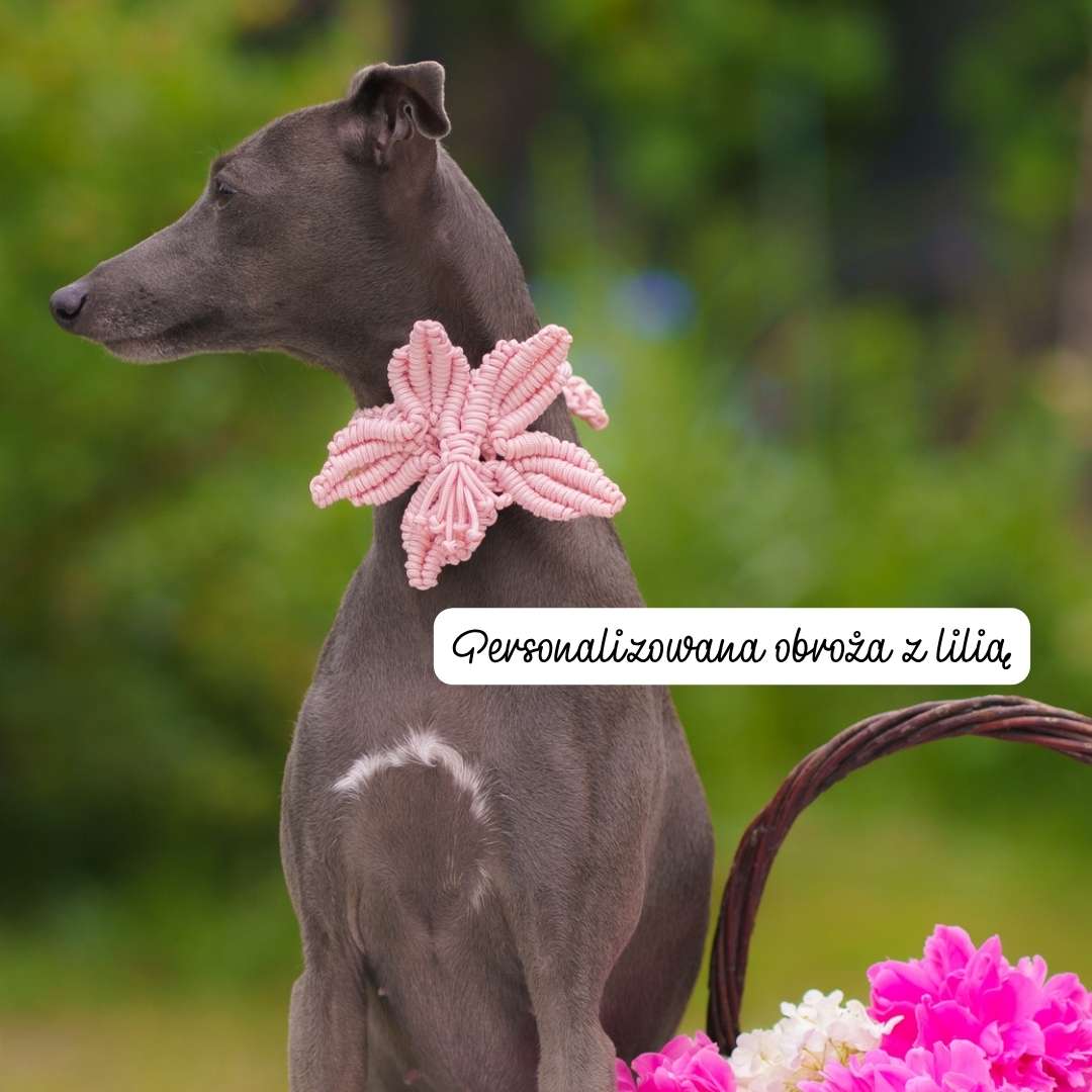 Personalizowana MINI pleciona obroża z lilią - kwiatowa obroża dla psa na ślub i wesele